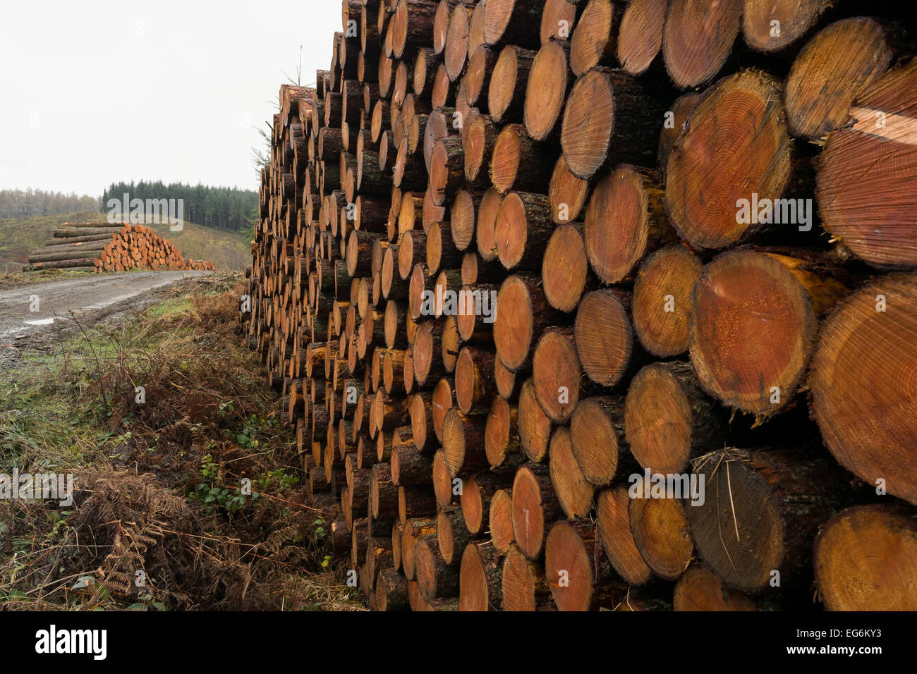 Tree and forest plantation with continual logging and forestation Stock Photo