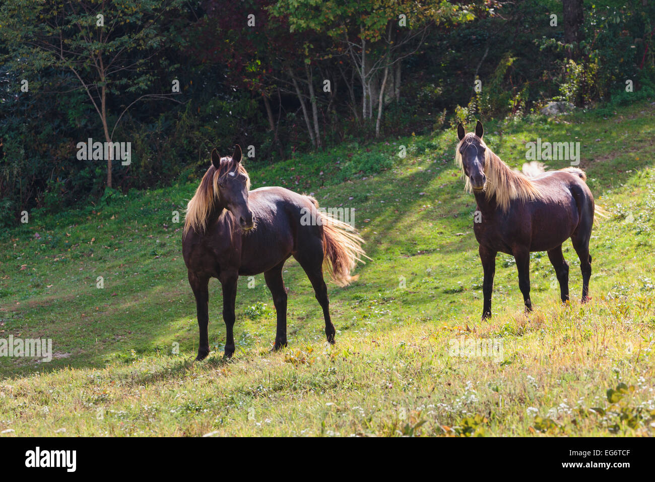 Two brown horses (Equus ferus caballus) stare curiously at the photographer from their field. Stock Photo
