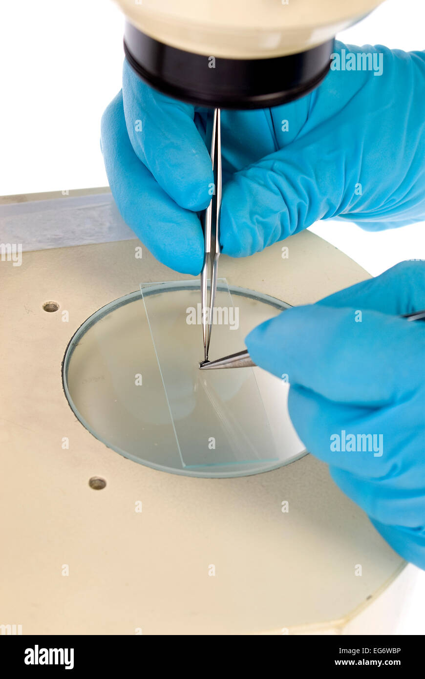 Mounting specimen on microscope stage Stock Photo Alamy