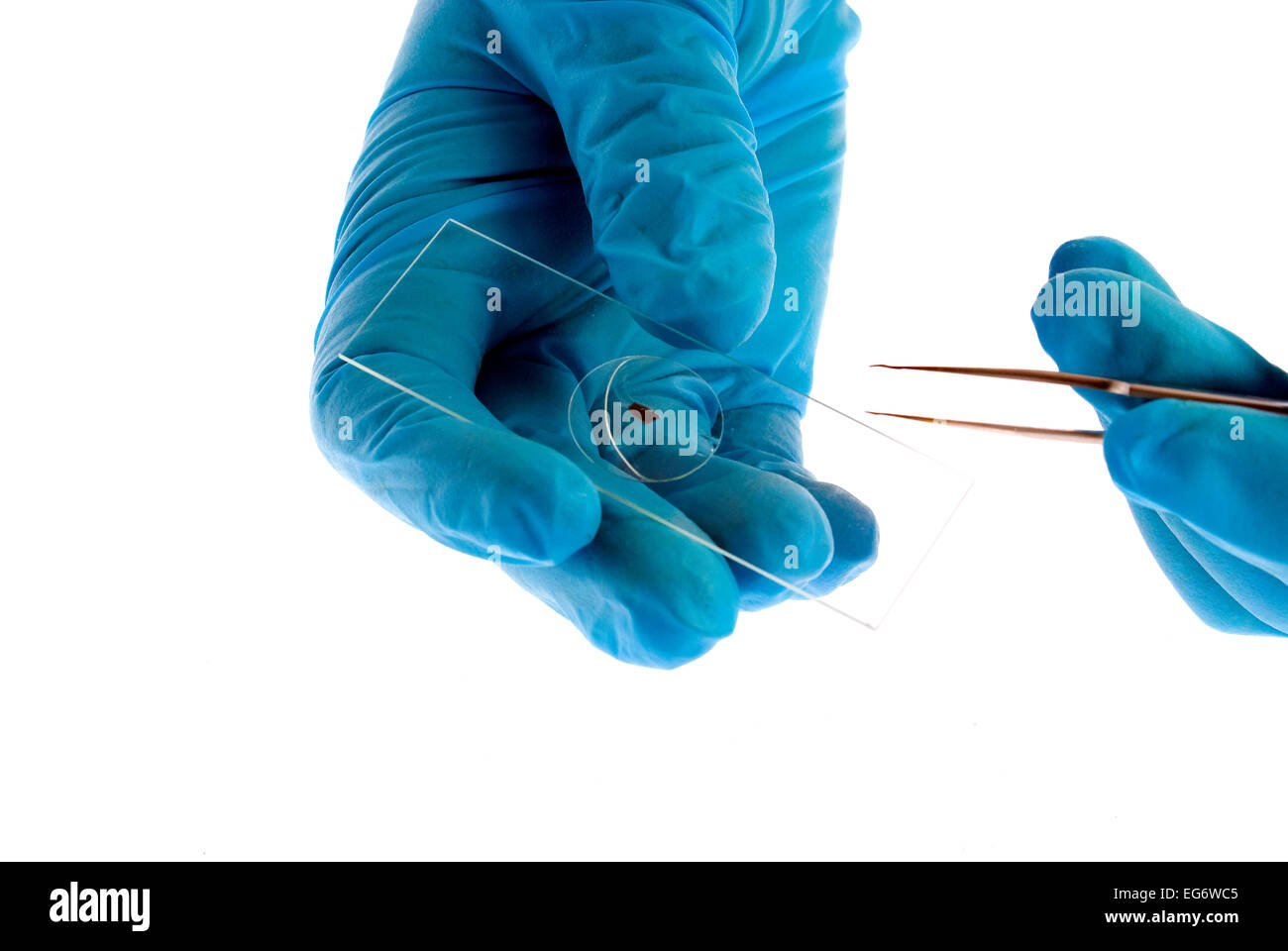 Gloved hands holding microscope slide Stock Photo