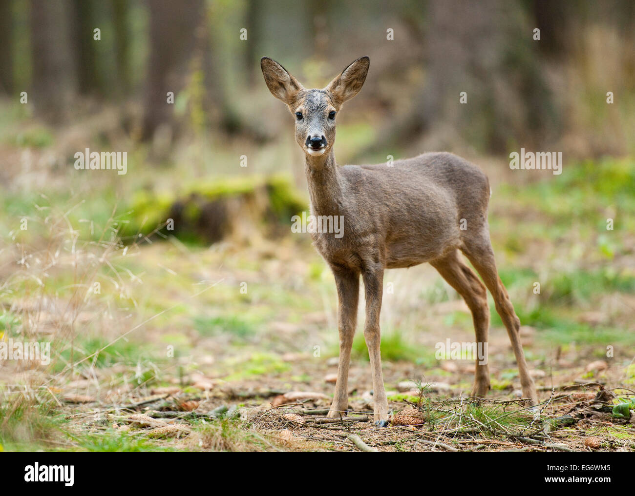 Roe Deer (Capreolus capreolus) with winter coat in a forest, captive, Saxony, Germany Stock Photo