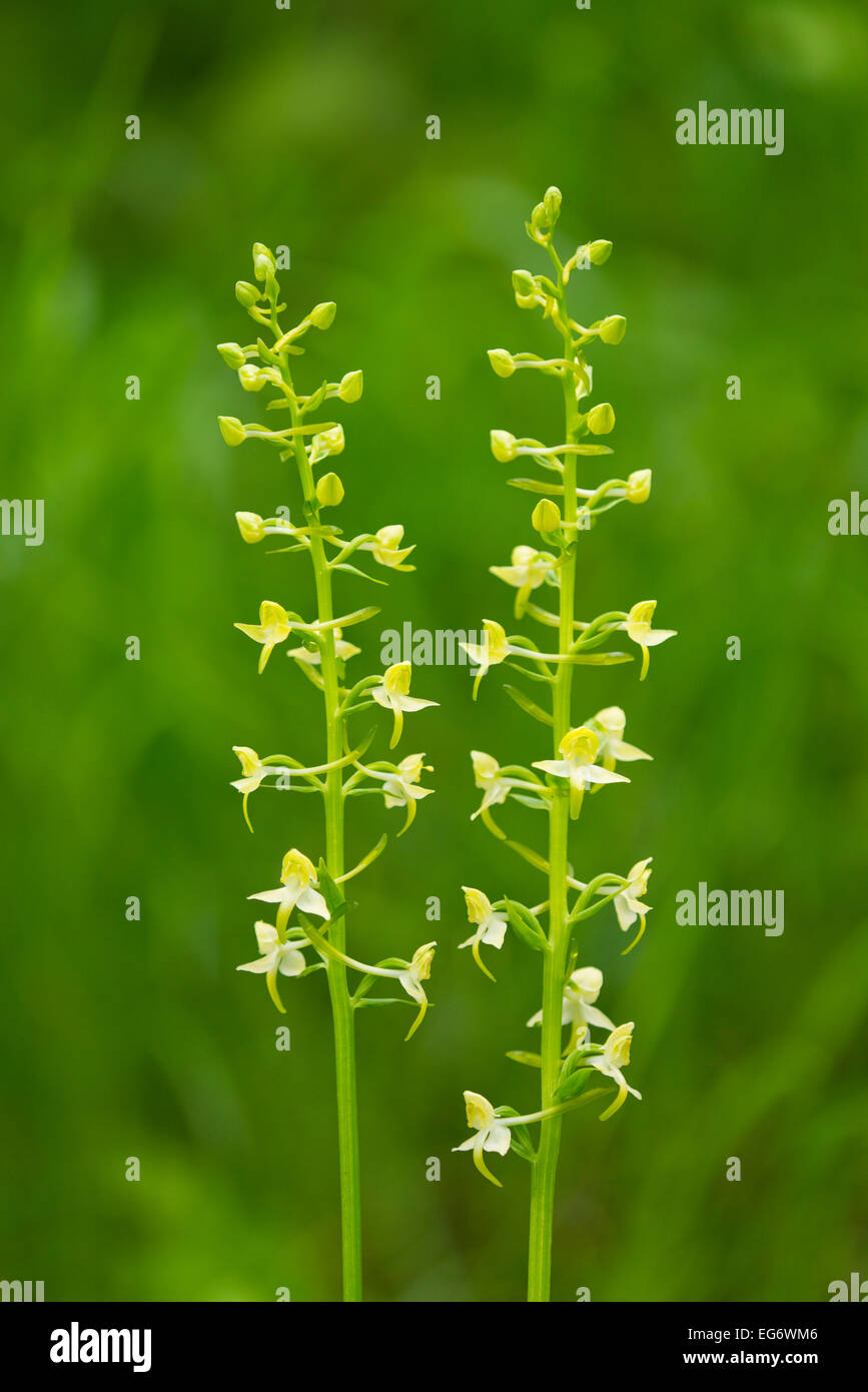 Greater Butterfly Orchid (Platanthera chlorantha), flowering, Thuringia, Germany Stock Photo