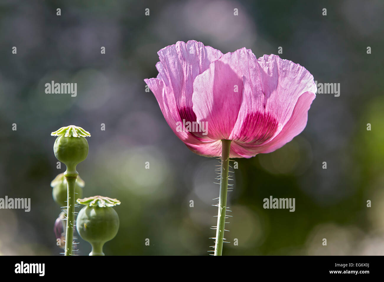 Oriental Poppy (Papaver orientale) Stock Photo