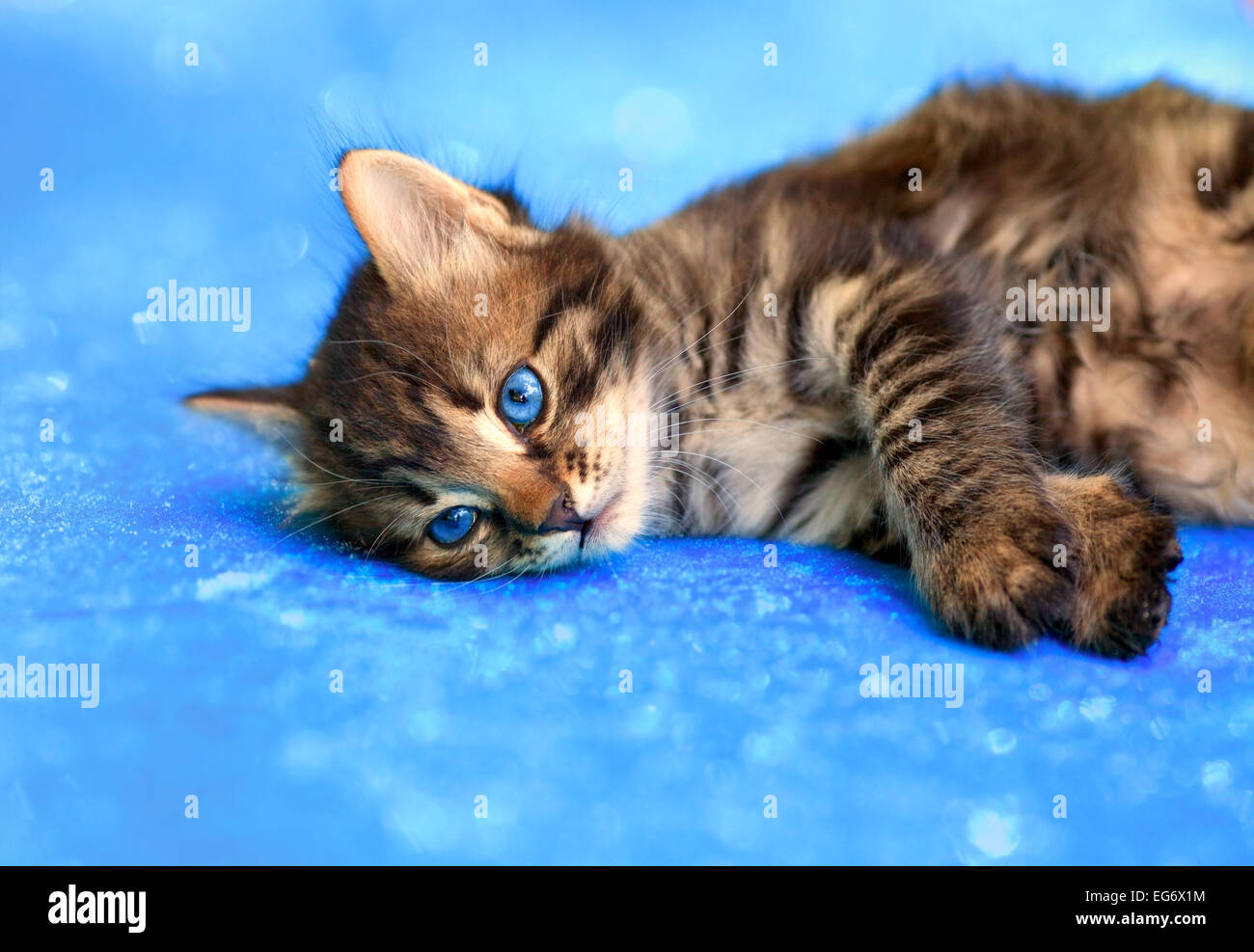 Cute little kitten lying on blue sparkling blanket Stock Photo - Alamy