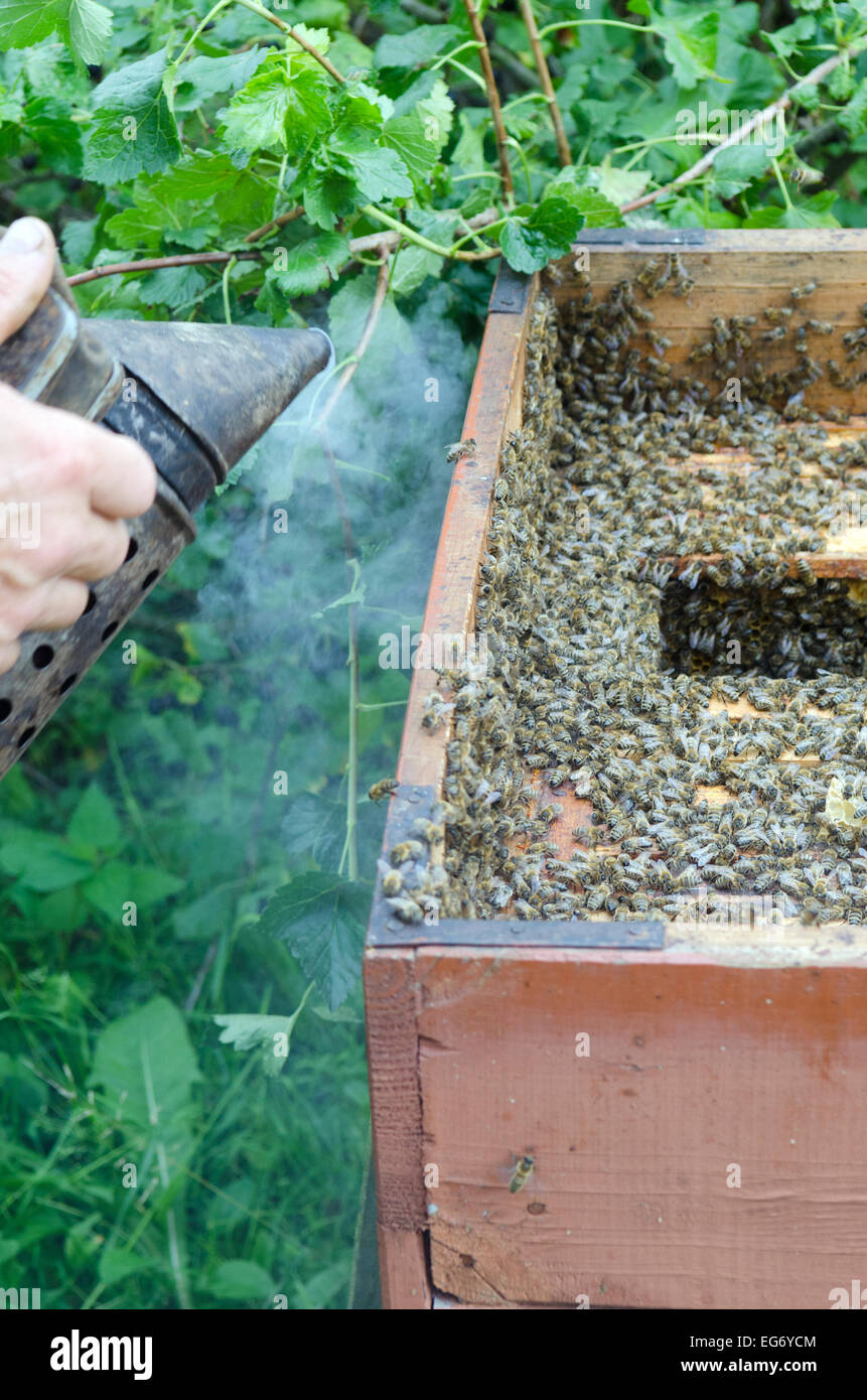 An apiarist spraying smoke into a beehive Stock Photo