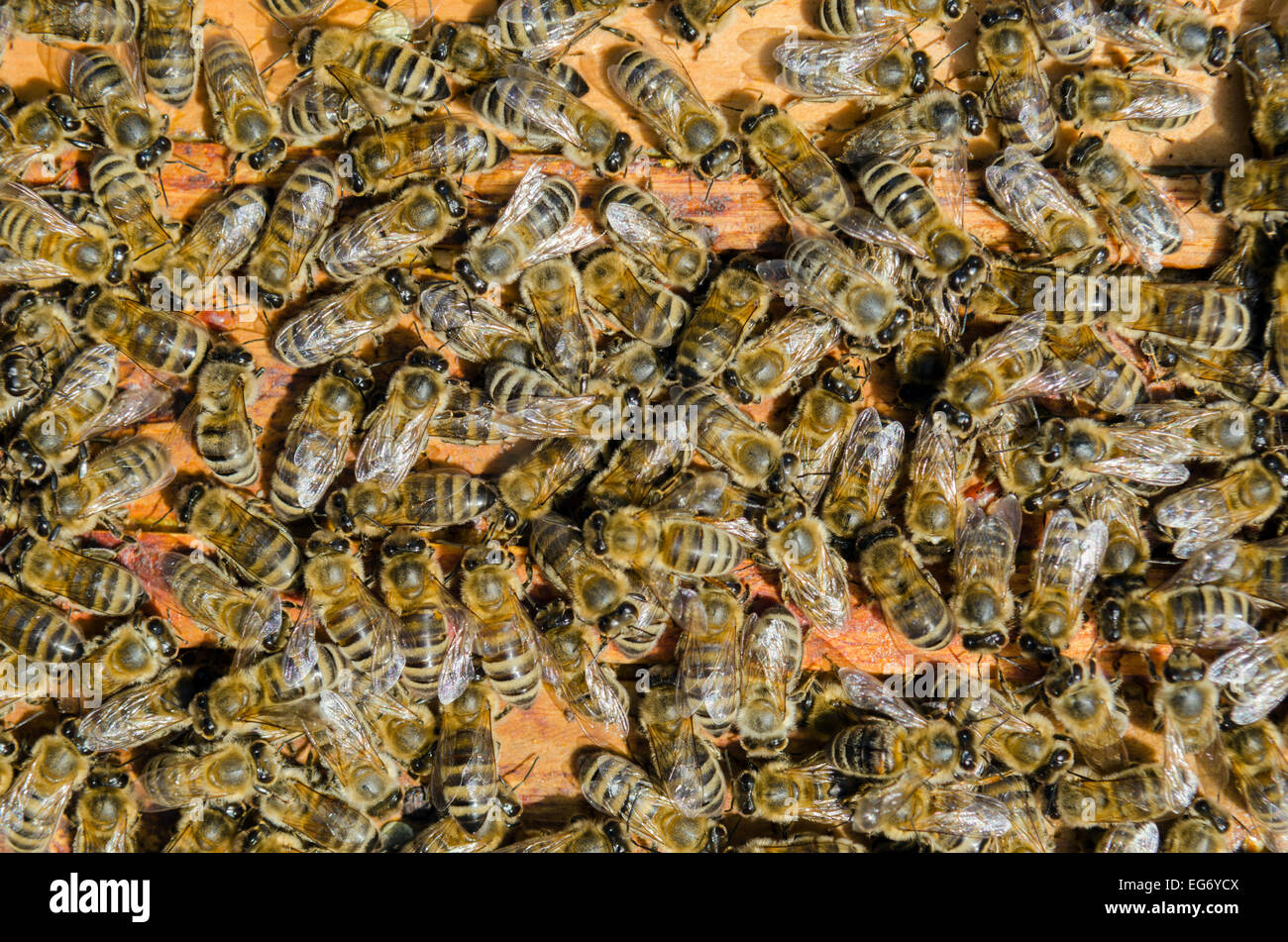 A swarm of bees seen from the above Stock Photo