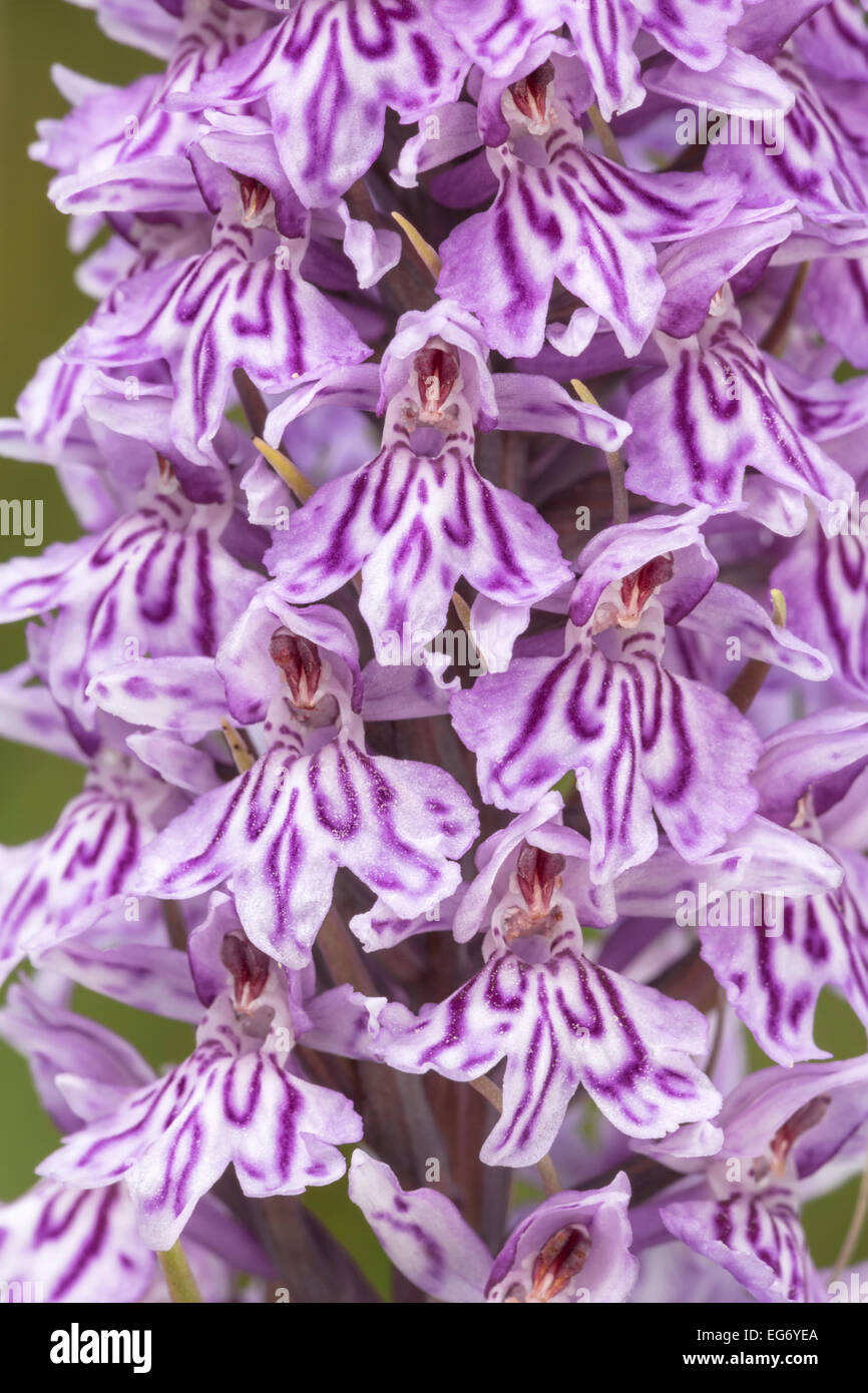 Common Spotted Orchid flower spike detail Stock Photo Alamy