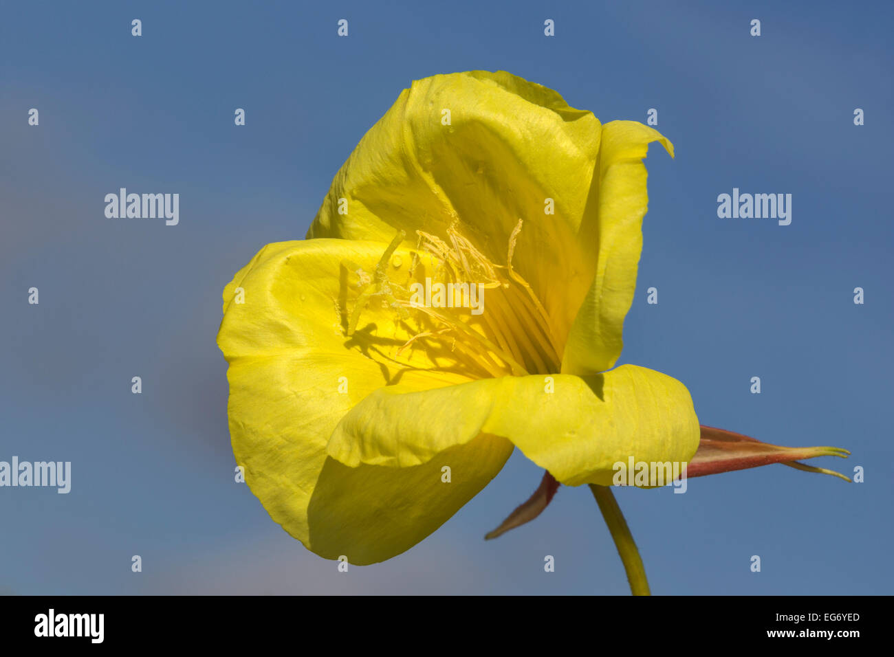 Evening primrose species hires stock photography and images Alamy