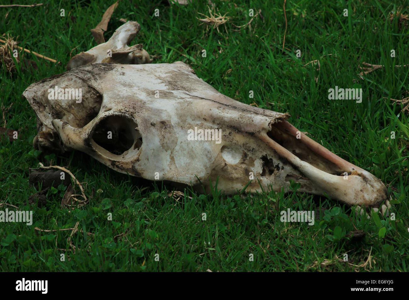 The skull of a horse in a farmers pasture in Cotacachi, Ecuador Stock Photo