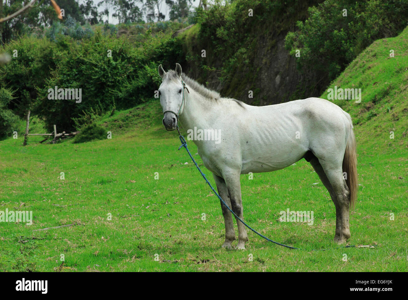 A white horse standing in a pasture on a farm in Cotacachi, Ecuador Stock Photo