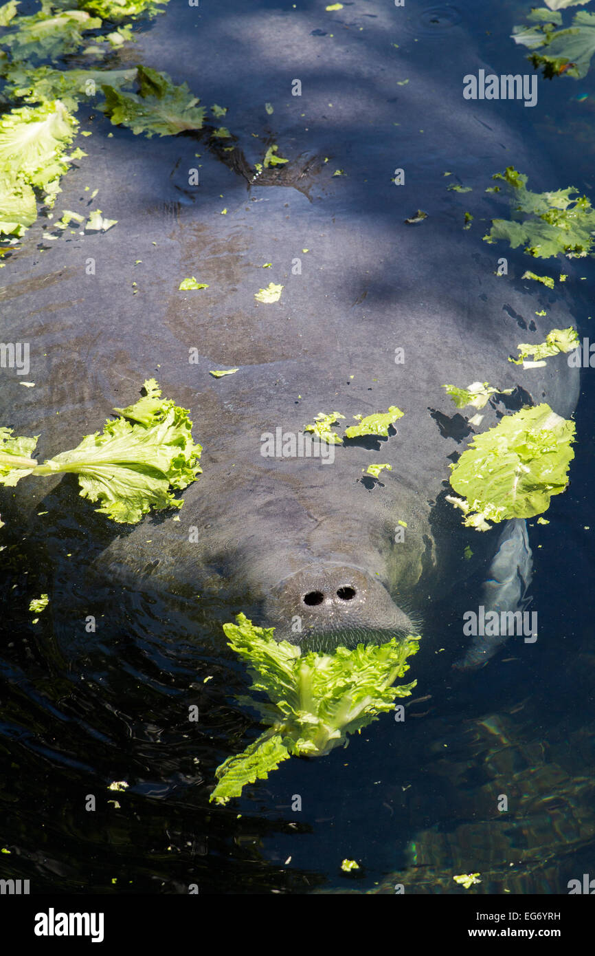 Manatee eating lettuce hi-res stock photography and images - Alamy