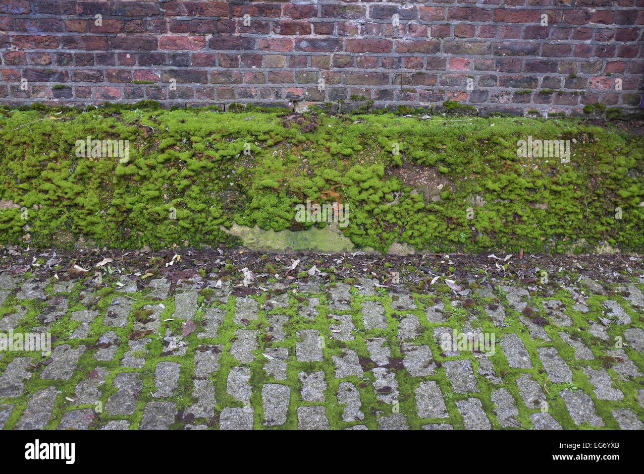 Build up of healthy looking green moss on an old wall. London, UK. Mosses are small flowerless plants that usually grow in dense green clumps or mats, in damp or shady locations. The individual plants are usually composed of simple, one-cell thick leaves, covering a thin stem that supports them but does not conduct water and nutrients. Stock Photo