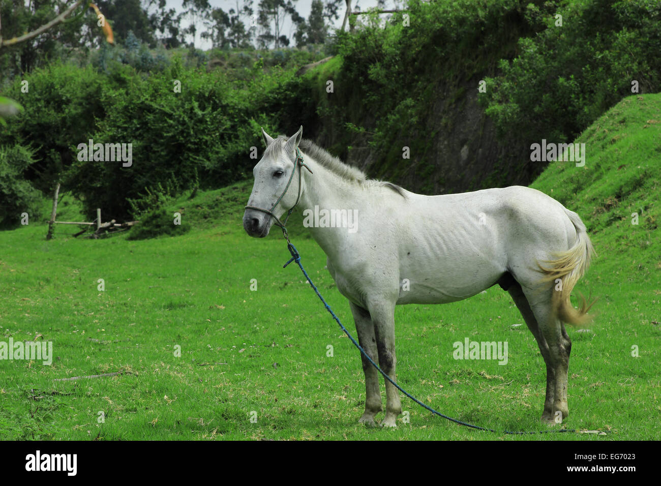 A white horse standing in a pasture on a farm in Cotacachi, Ecuador Stock Photo