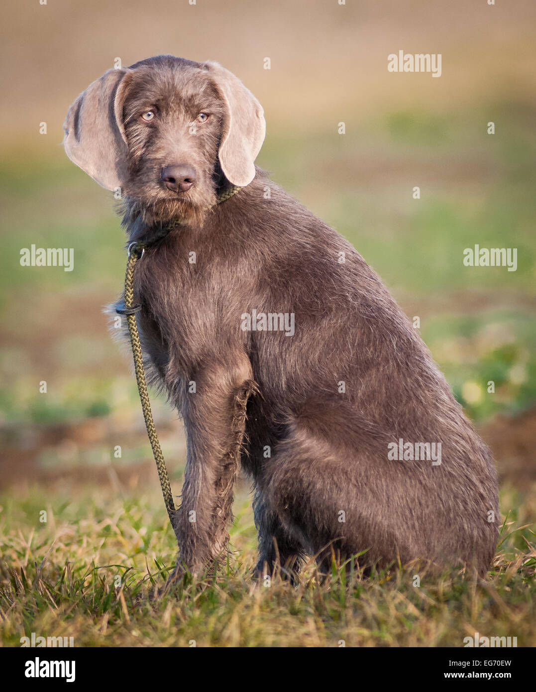 A young Slovakian Wire Haired Pointer dog, which is a working gun dog breed as well as a family pet, originating from Slovakia Stock Photo