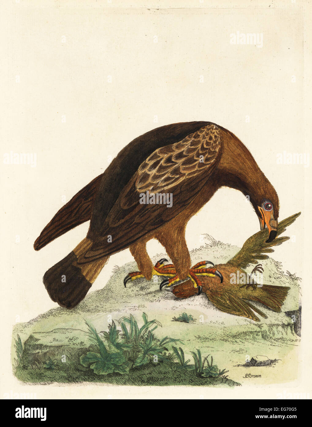 Golden eagle, Aquila chrysaetos, and African fire finch, Lagonosticta species. Stock Photo