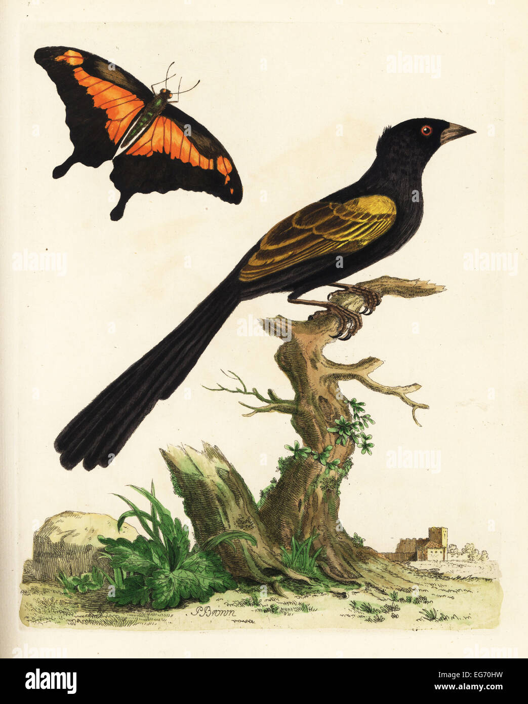Yellow-shouldered oriole, Icterus pyrrhopterus and green-banded swallowtail, Papilio phorcas. Stock Photo