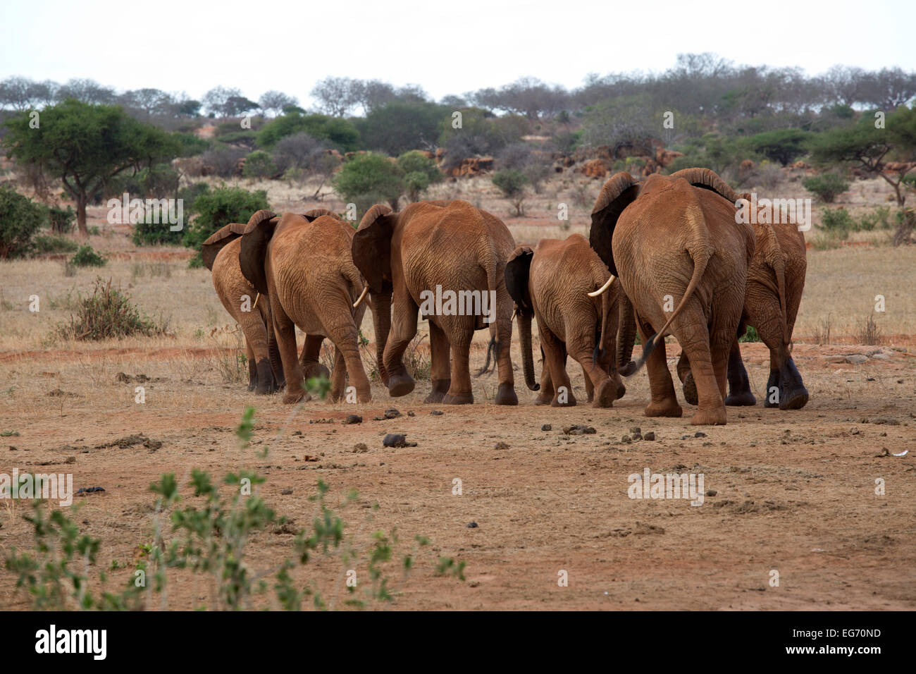 Group of elephant walking away from camera Tsavo East National Park Kenya Stock Photo
