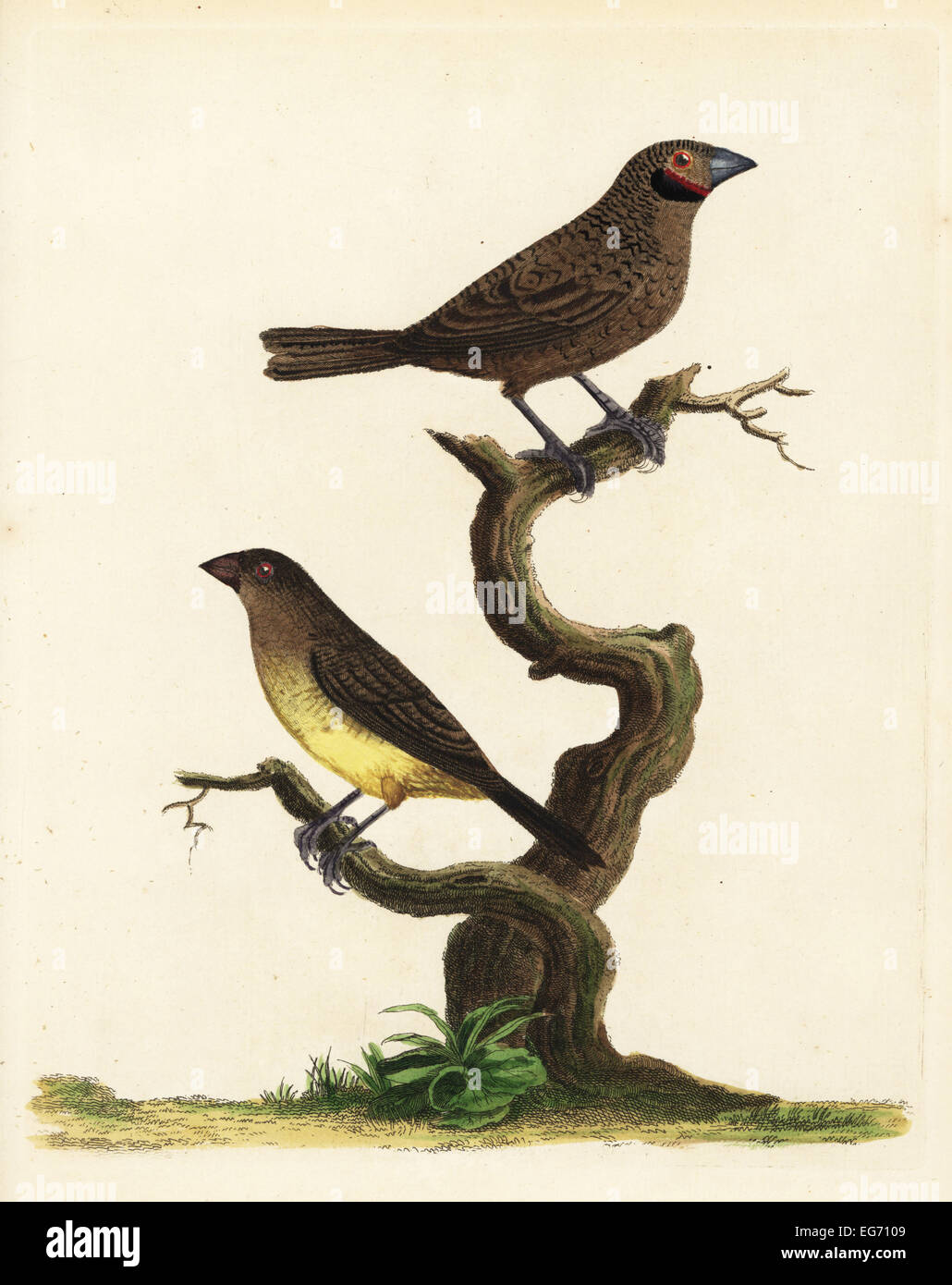 Cut-throat finch, Amadina fasciata, and African silverbill, Euodice cantans. Stock Photo