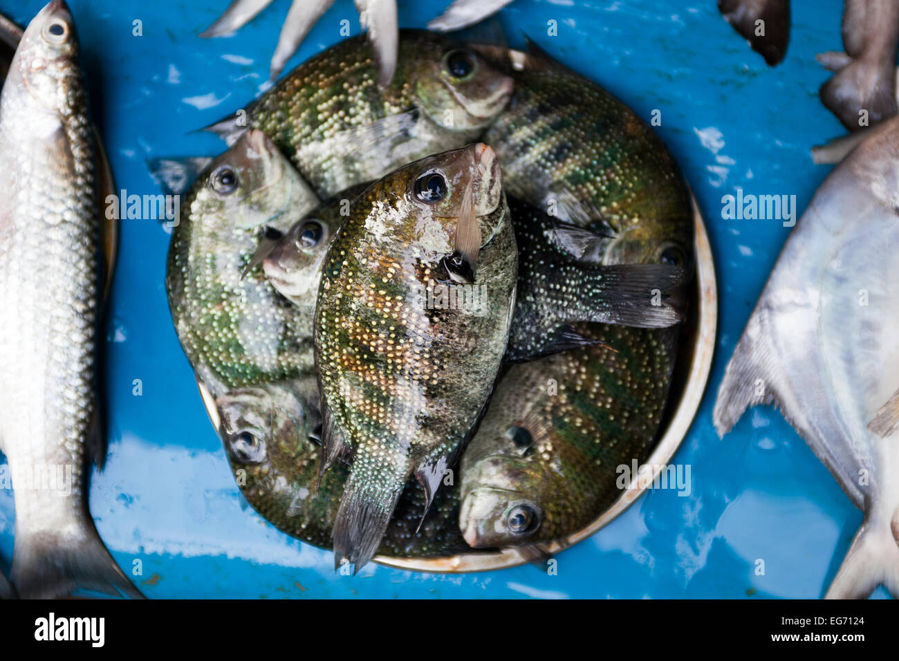 A bowl of fresh fish caught and displayed at a market in Cochin, Kerala, Southern India Stock Photo