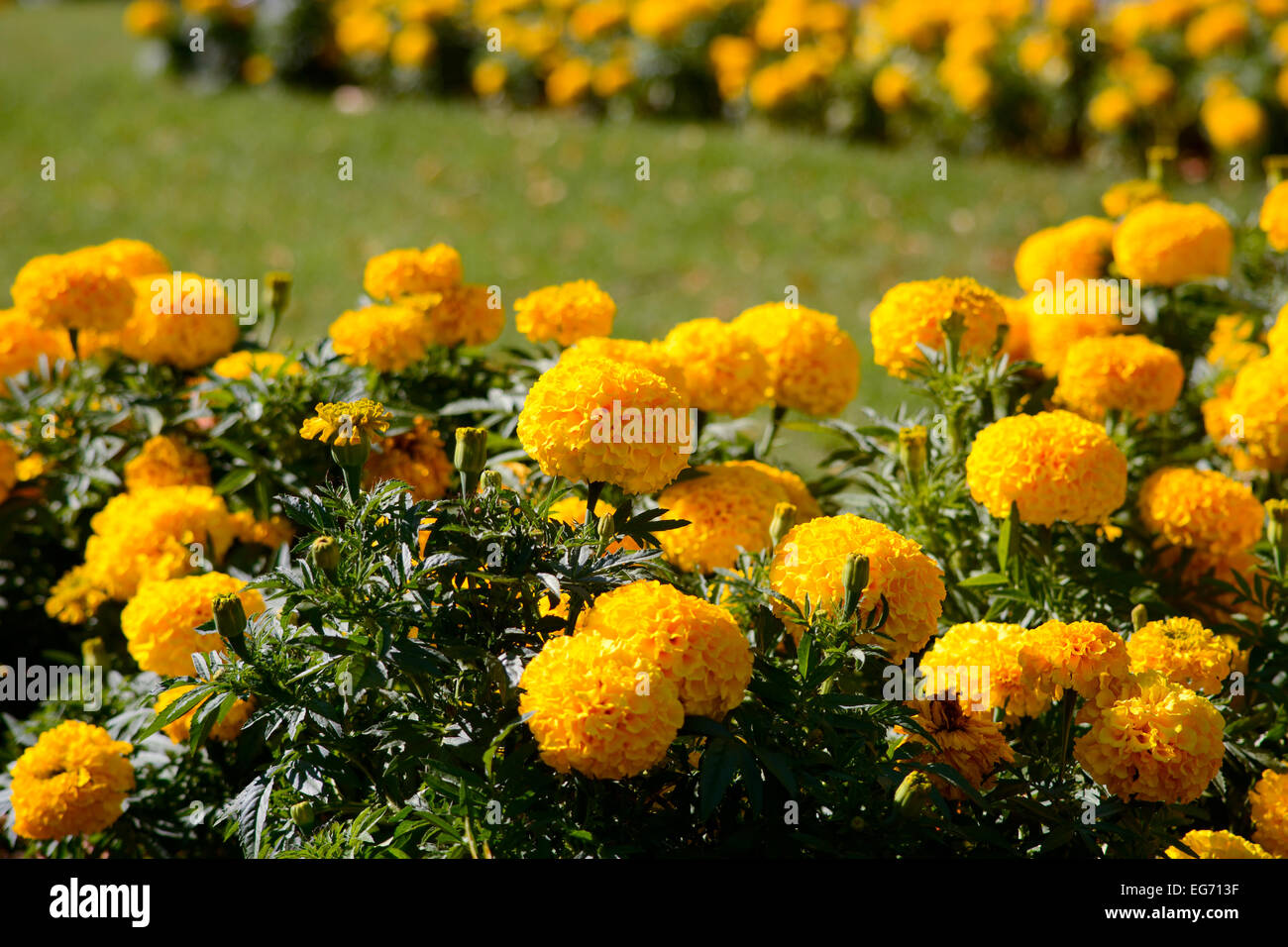 Yellow marigolds blooming in summer sunshine along Embankment, Bedford, Bedfordshire, England Stock Photo