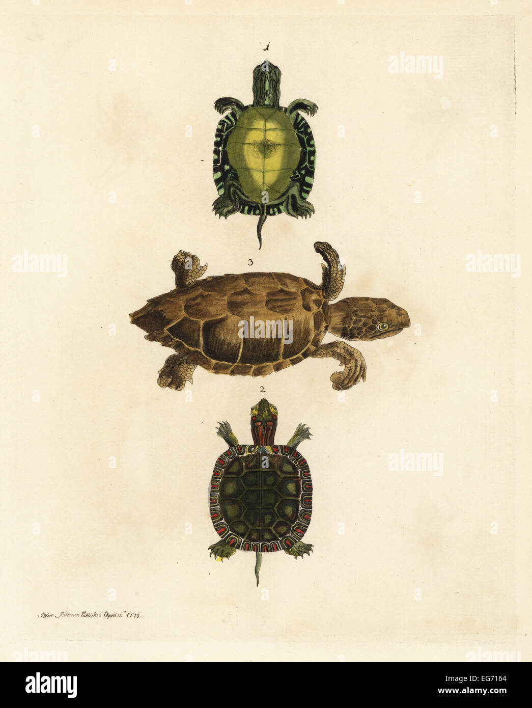 Painted turtle, Chrysemys picta, and loggerhead sea turtle, Caretta caretta, endangered. Stock Photo
