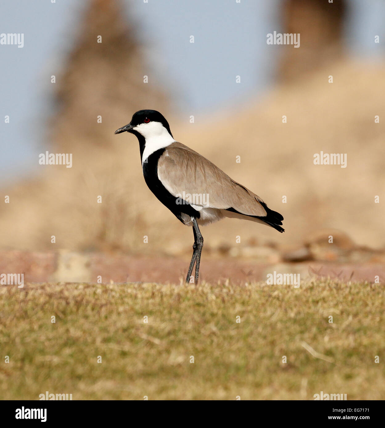 Spur-winged Lapwing or Spur-winged Plover (Vanellus spinosus), Cairo, Egypt  Stock Photo - Alamy