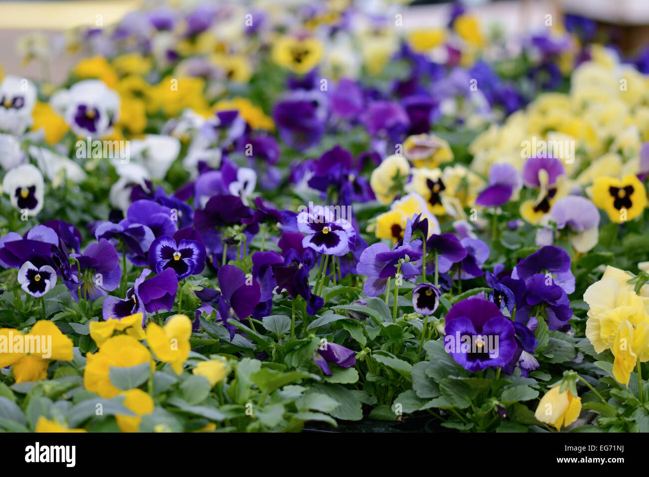 Pansy flowers with vibrant colour - Viola tricolor Stock Photo
