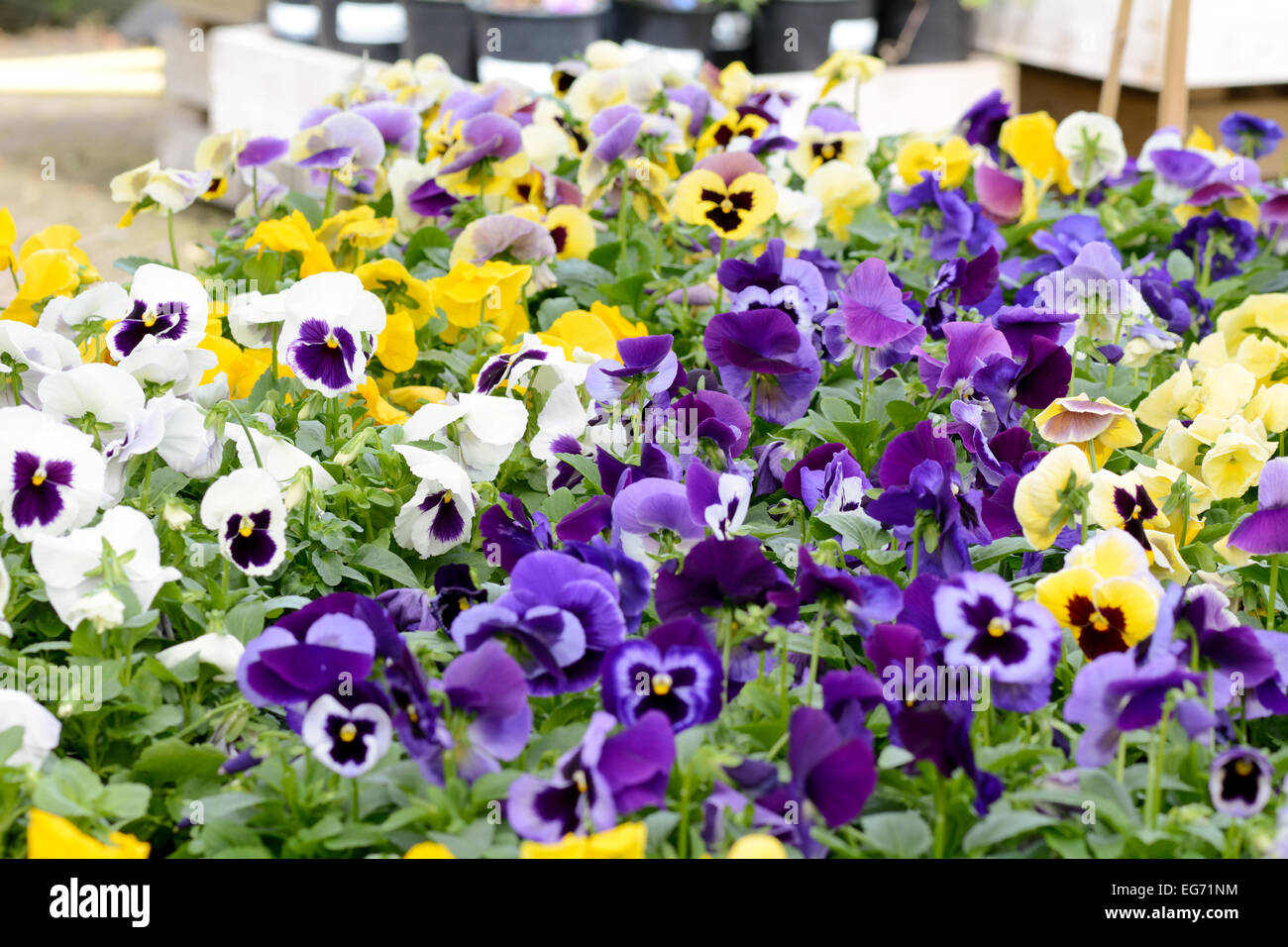 Pansy flowers with vibrant colour - Viola tricolor Stock Photo