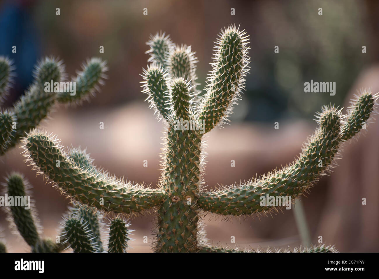 Cactus with thorns in the desert Stock Photo Alamy