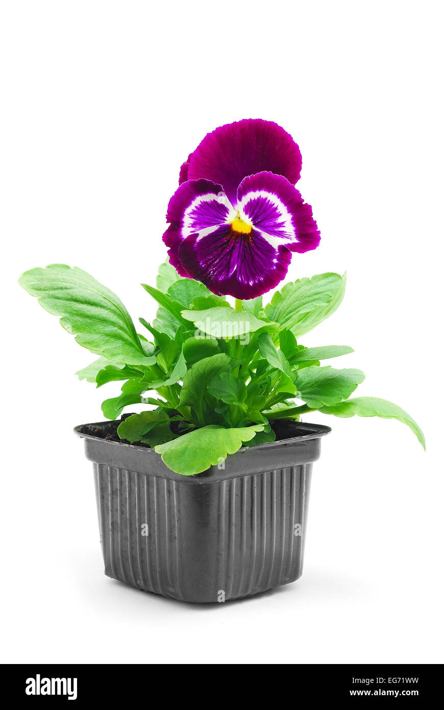 violet pansy flower in pot Stock Photo Alamy