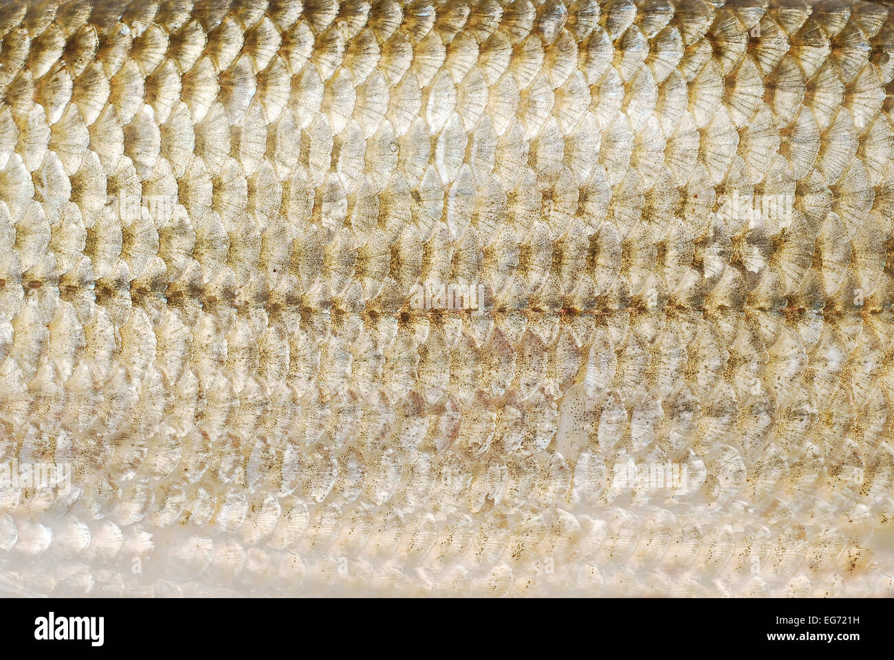 fish scale texture closeup detail Stock Photo - Alamy