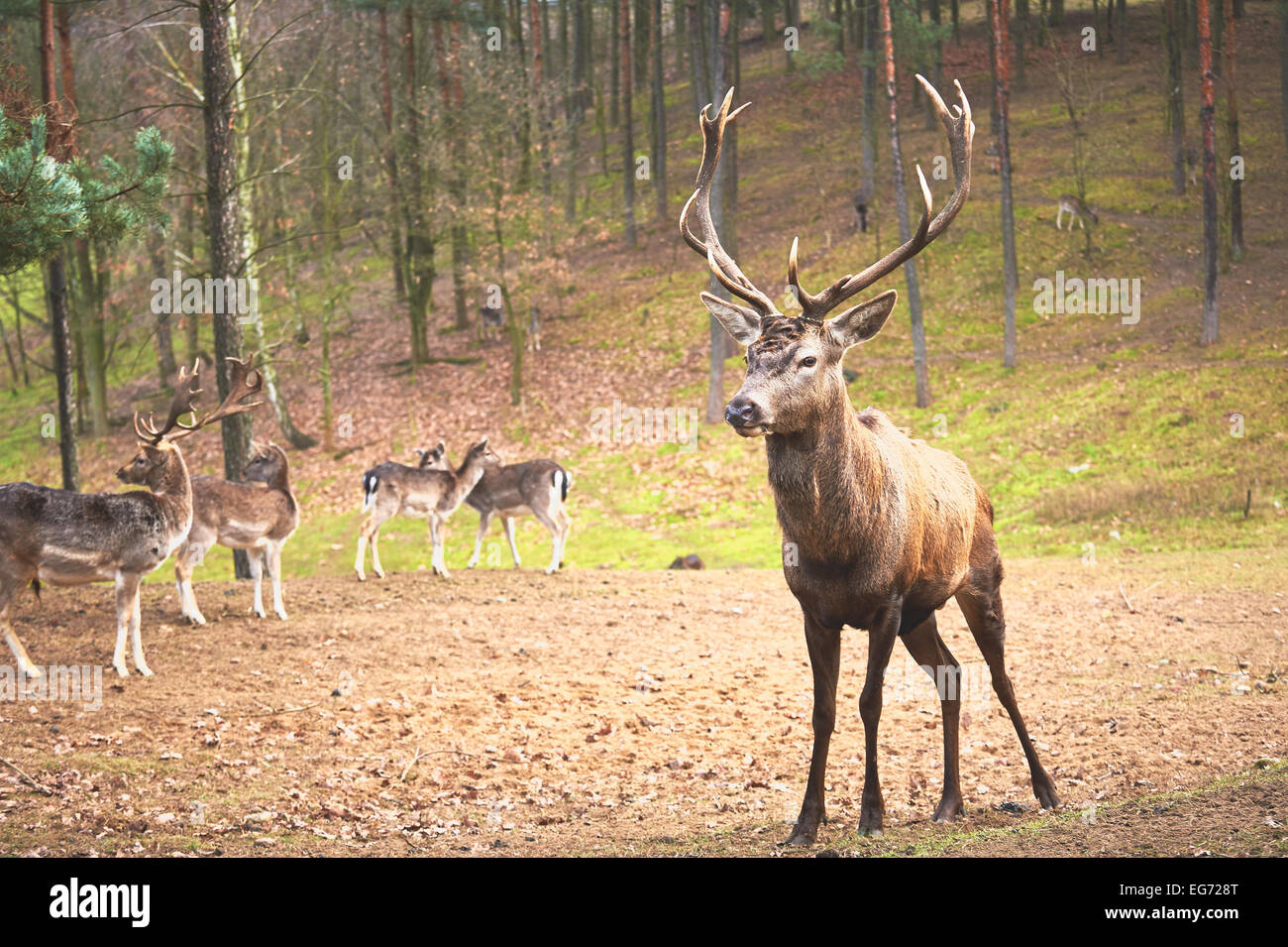 Powerful adult red deer stag in natural environment autumn fall forest. Stock Photo