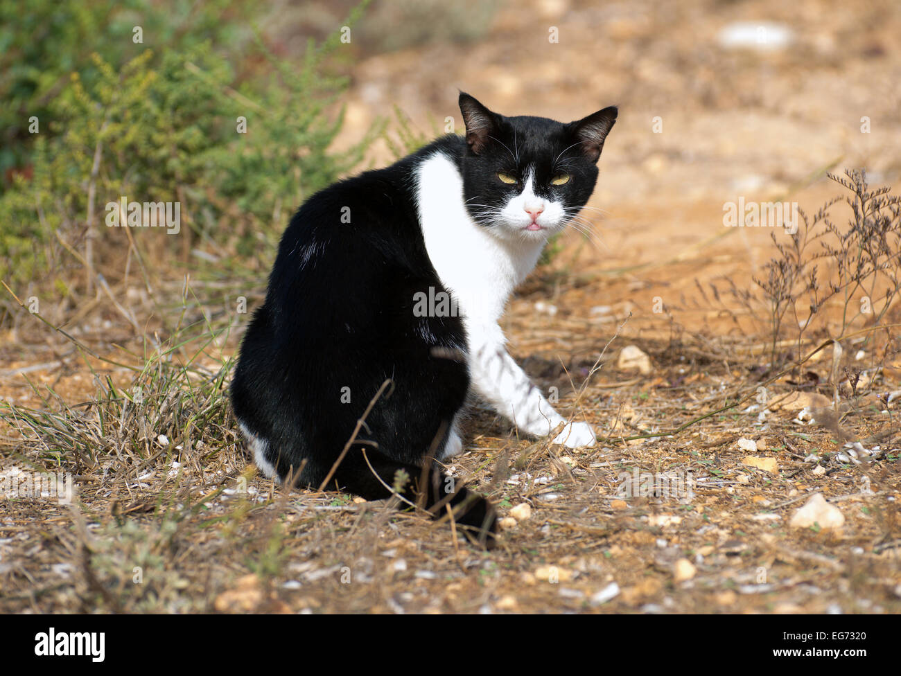 Portrait of Cat outdoors Stock Photo - Alamy