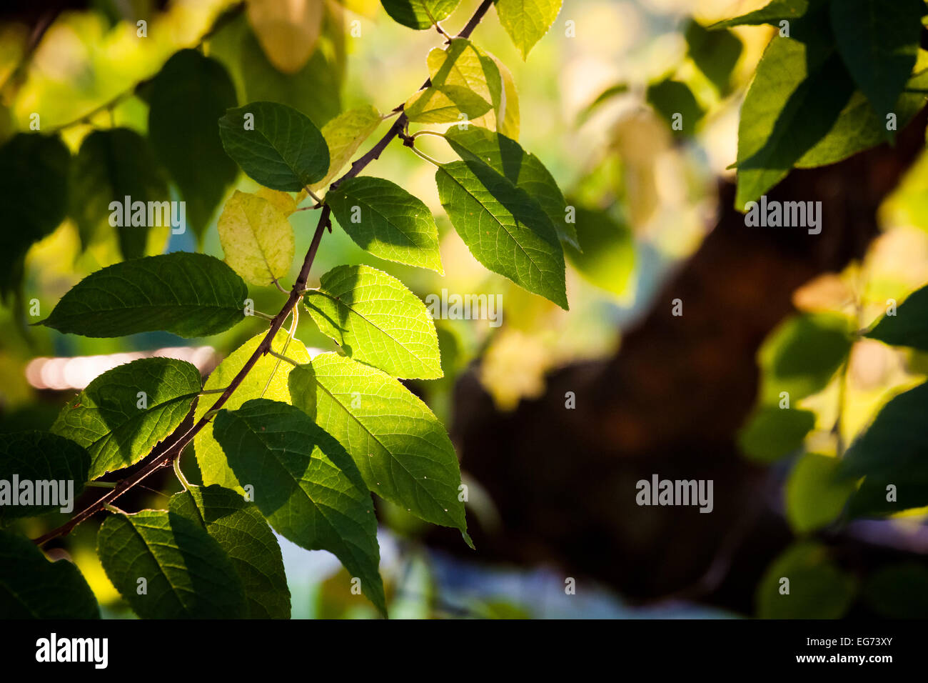 Fresh green leaves background Stock Photo - Alamy