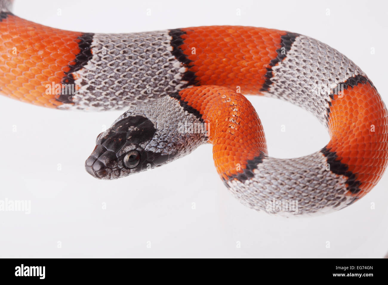picture of a false coral snake on a white background Stock Photo