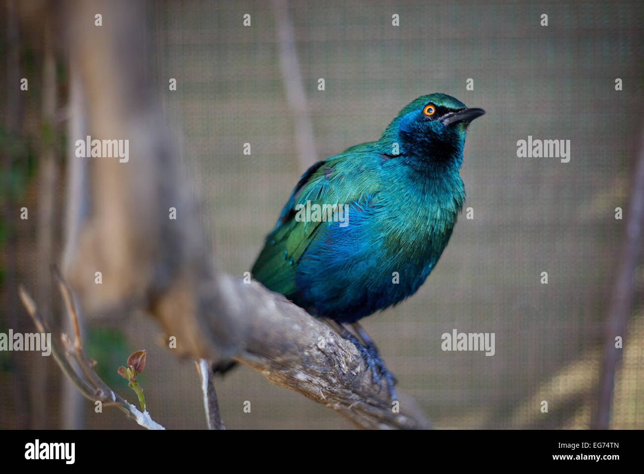 Cape starling bird Stock Photo
