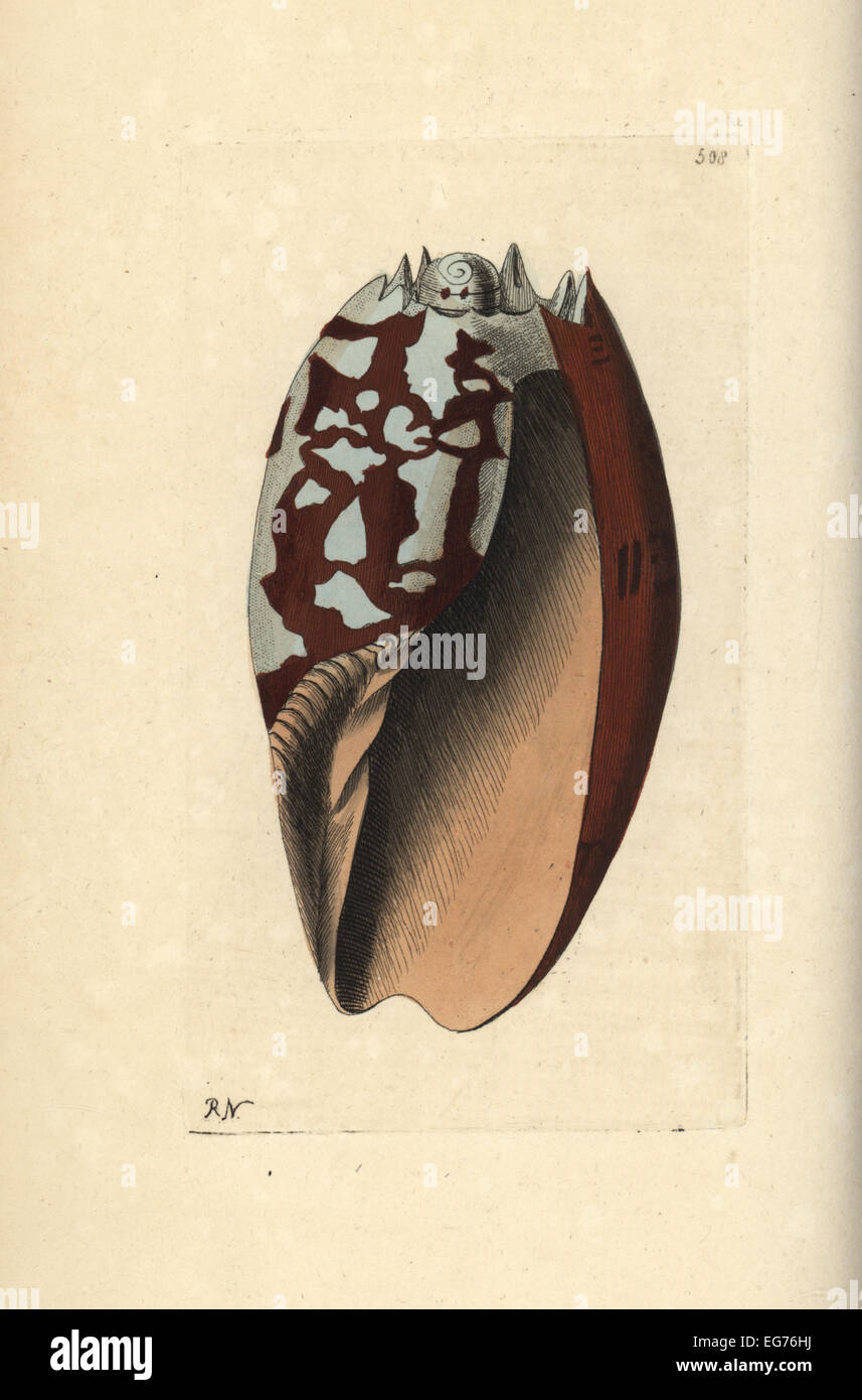 Crowned baler, Melo aethiopicus (Ethiopian volute, Voluta aethiopica). Stock Photo