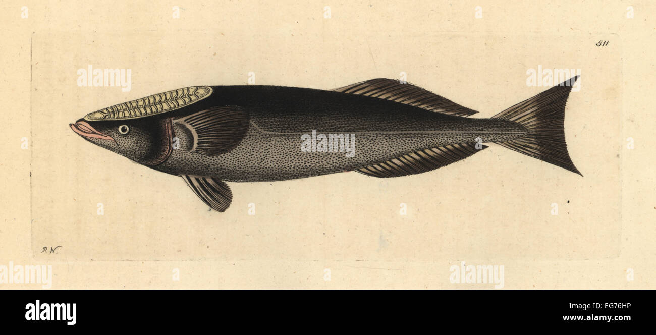 Shark sucker fish, Remora remora (Fork-tailed remora, Echeneis remora). Stock Photo