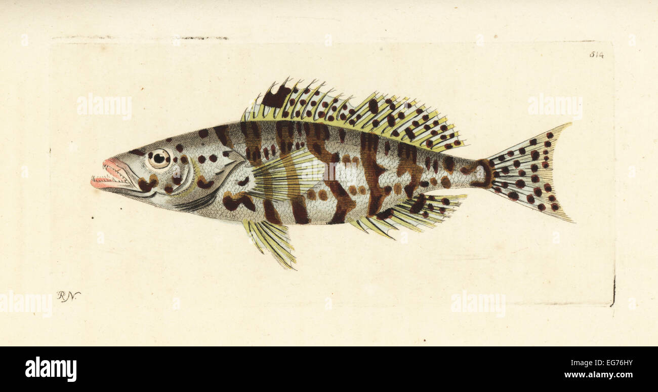 Harlequin bass, Serranus tigrinus (Variegated holocentrus, Holocentrus tigrinus). Stock Photo