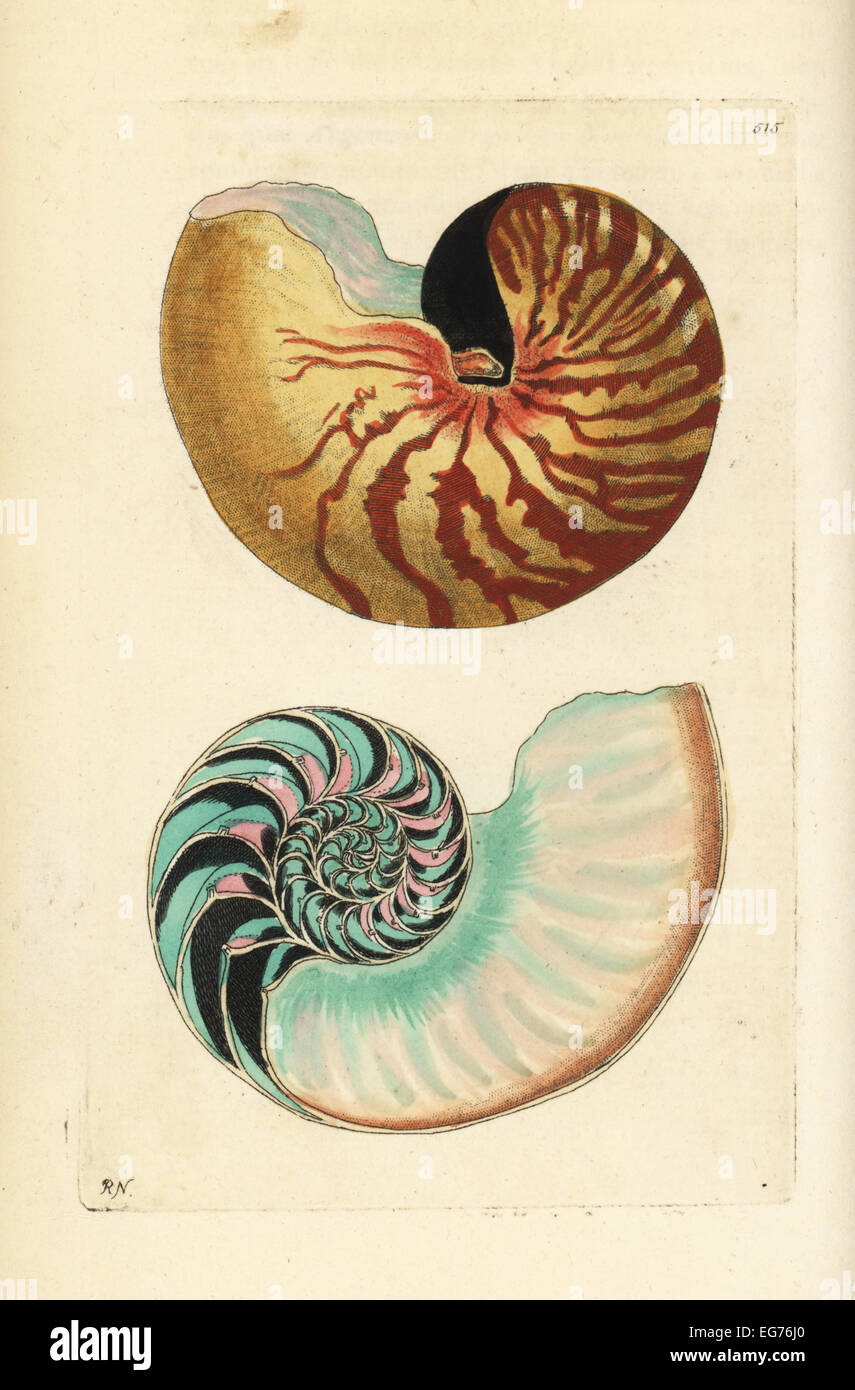 Emperor nautilus shell and section through shell showing chambers, Nautilus pompilius (Great nautilus, Nautilus pompilius). Stock Photo