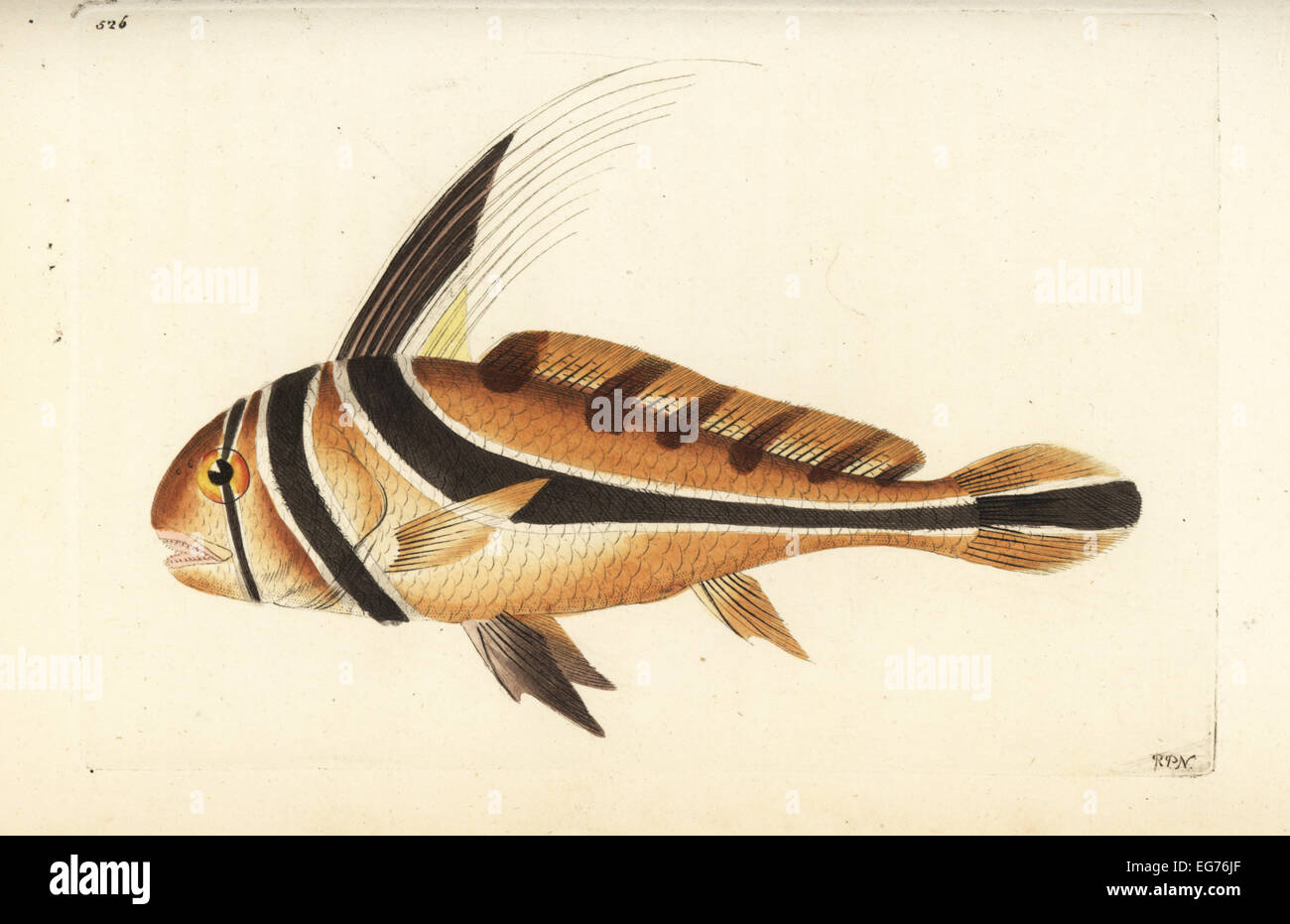 Jack knife-fish, Equetus lanceolatus (Knight fish, Eques americana). Stock Photo
