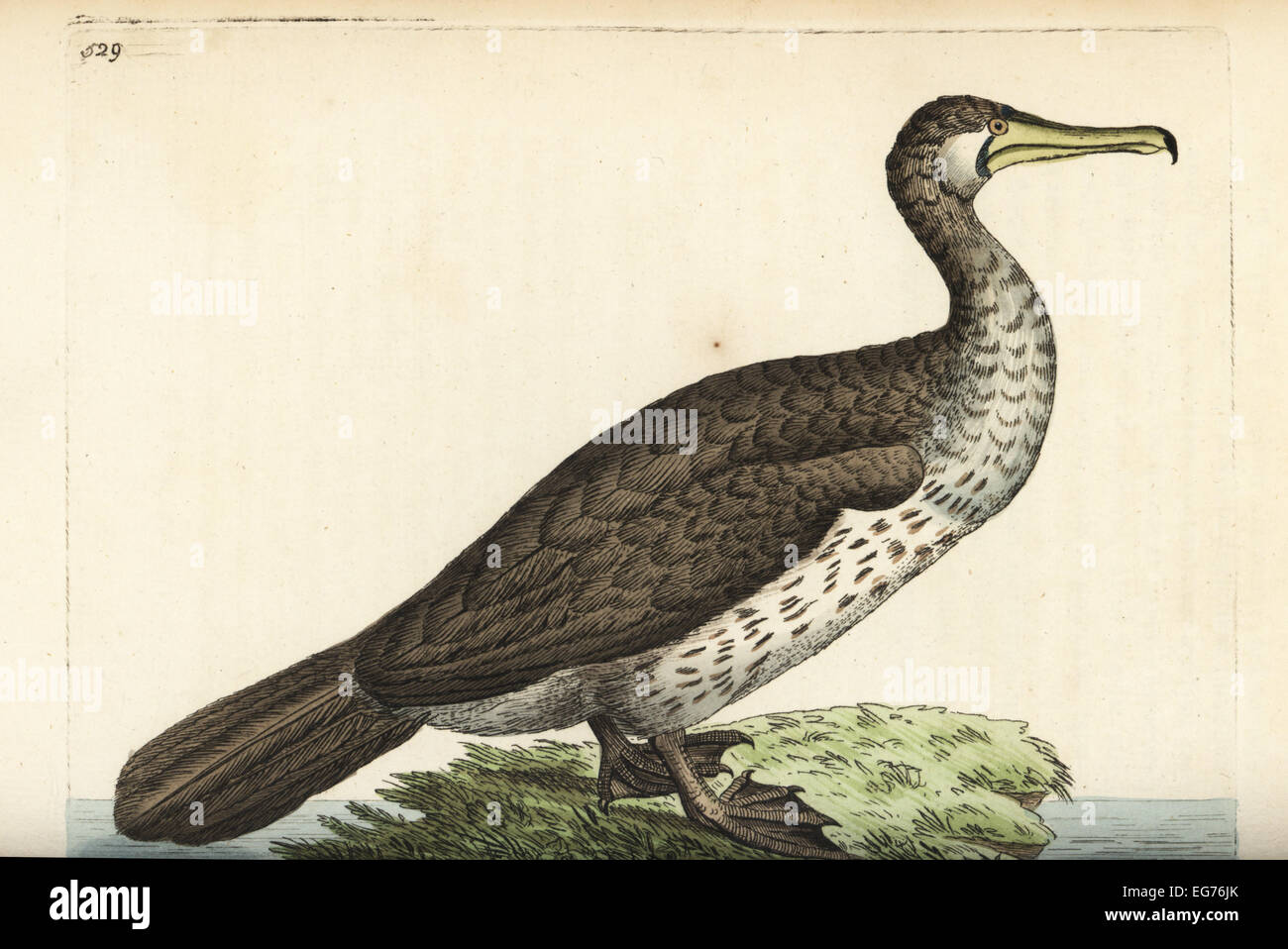Great cormorant (Eurasian), Phalacrocorax carbo sinensis (Chinese pelican, Pelecanus sinensis). Stock Photo