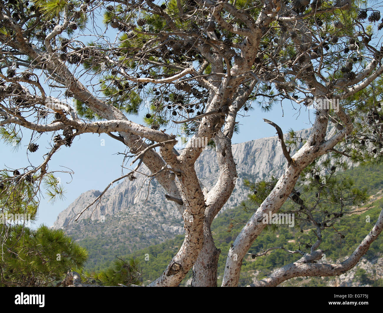 Pine tree against blue sky and mountains Stock Photo - Alamy