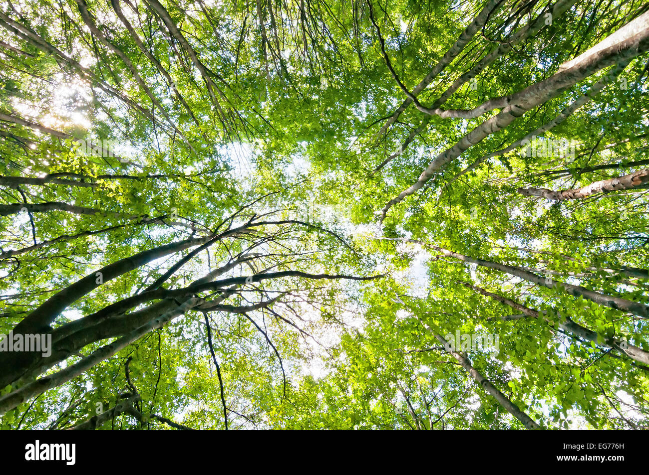 Sunlight trees hi-res stock photography and images - Alamy