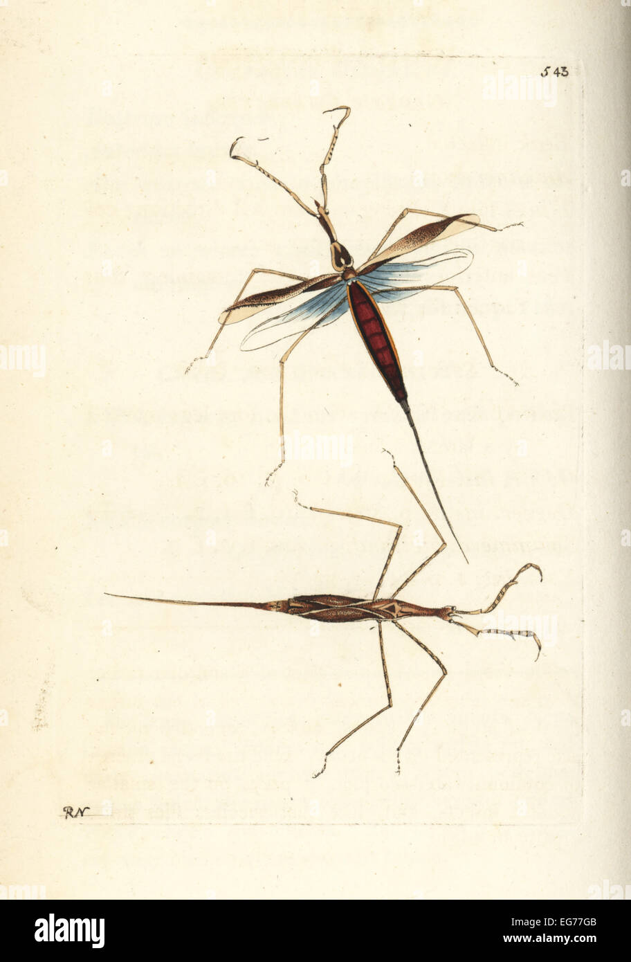 Water stick insect, Ranatra linearis (Linear nepa, Nepa linearis). Stock Photo