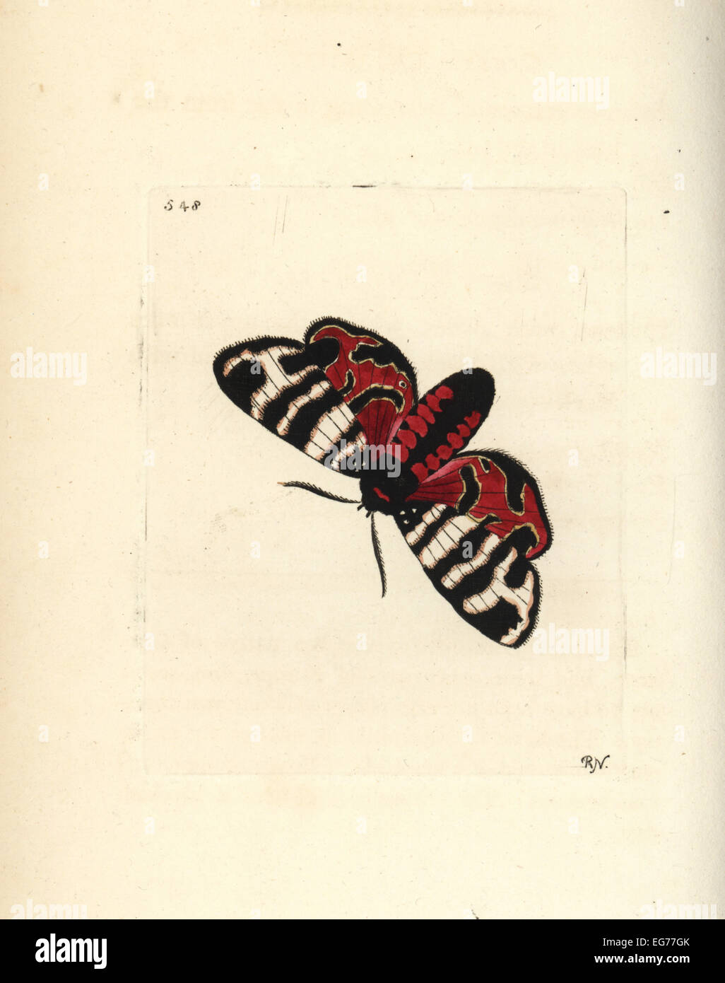 Hebe tiger moth, Eucharia festiva (Hebe moth, Phalaena hebe). Stock Photo