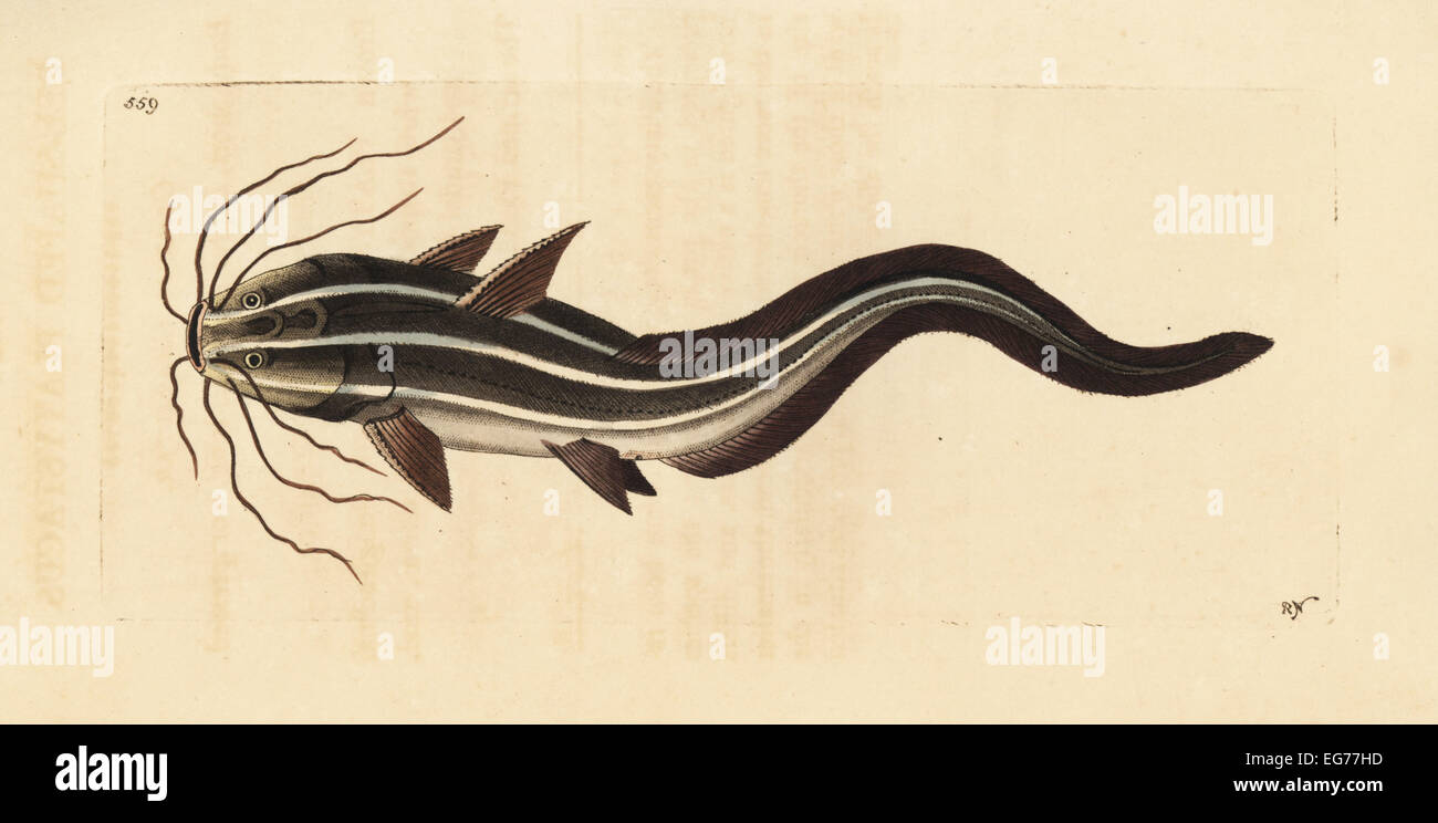 Striped eel catfish, Plotosus lineatus (Eel-shaped platystacus ...