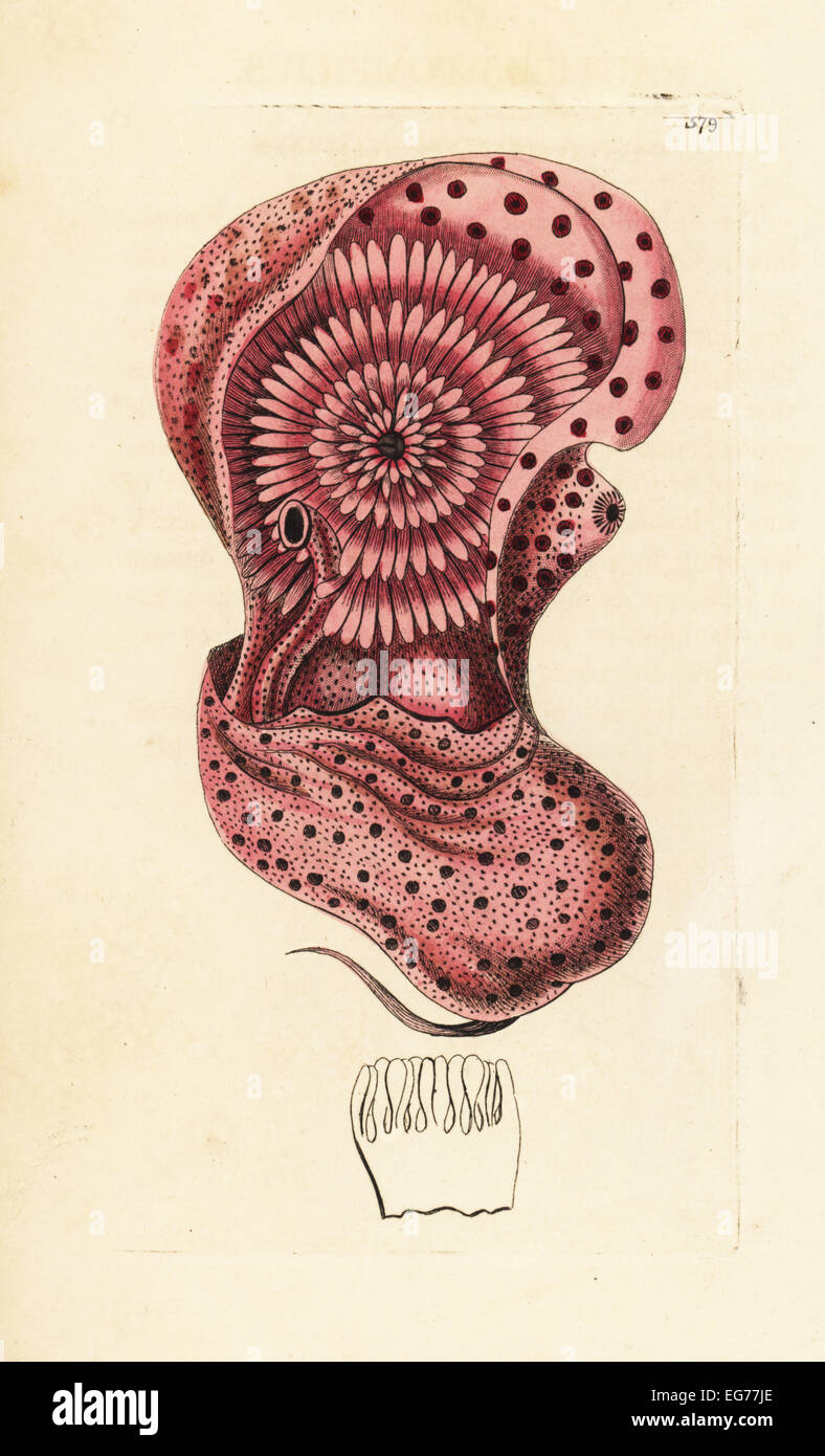 Emperor nautilus cephalopod out of its shell, Nautilus pompilius. Stock Photo