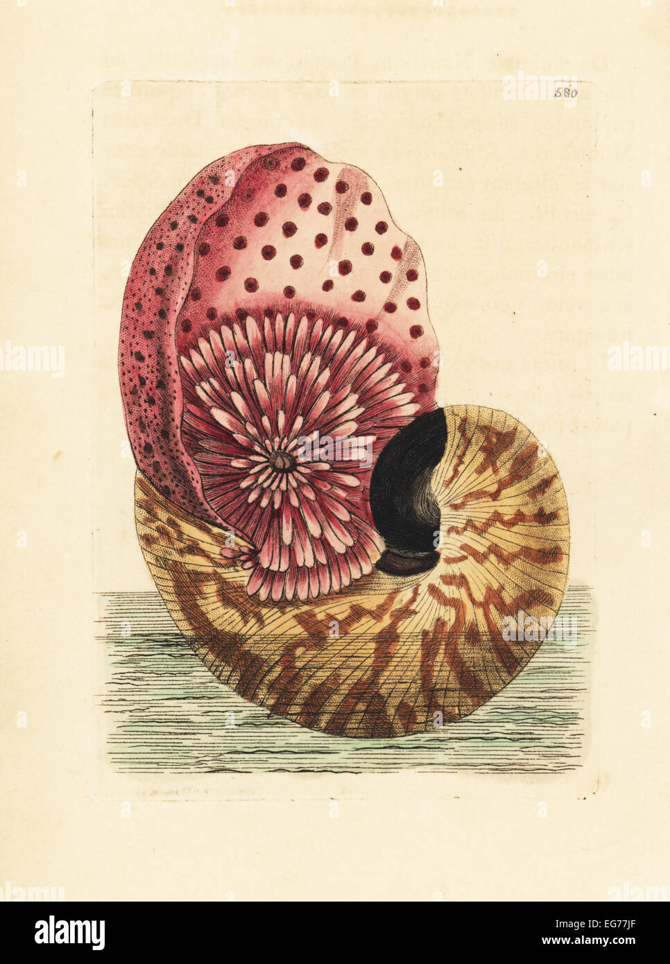 Emperor nautilus cephalopod in its  shell, Nautilus pompilius. Illustration drawn and engraved by Richard Polydore Nodder. Handcoloured copperplate engraving from George Shaw and Frederick Nodder's The Naturalist's Miscellany, London, 1802. Stock Photo