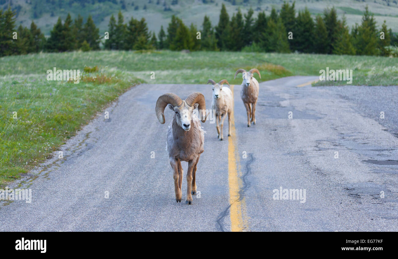The three bighorn buddies - Road in Waterton Lakes National Park, Canada Stock Photo